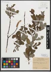 Foto von Salix appendiculata Vill.